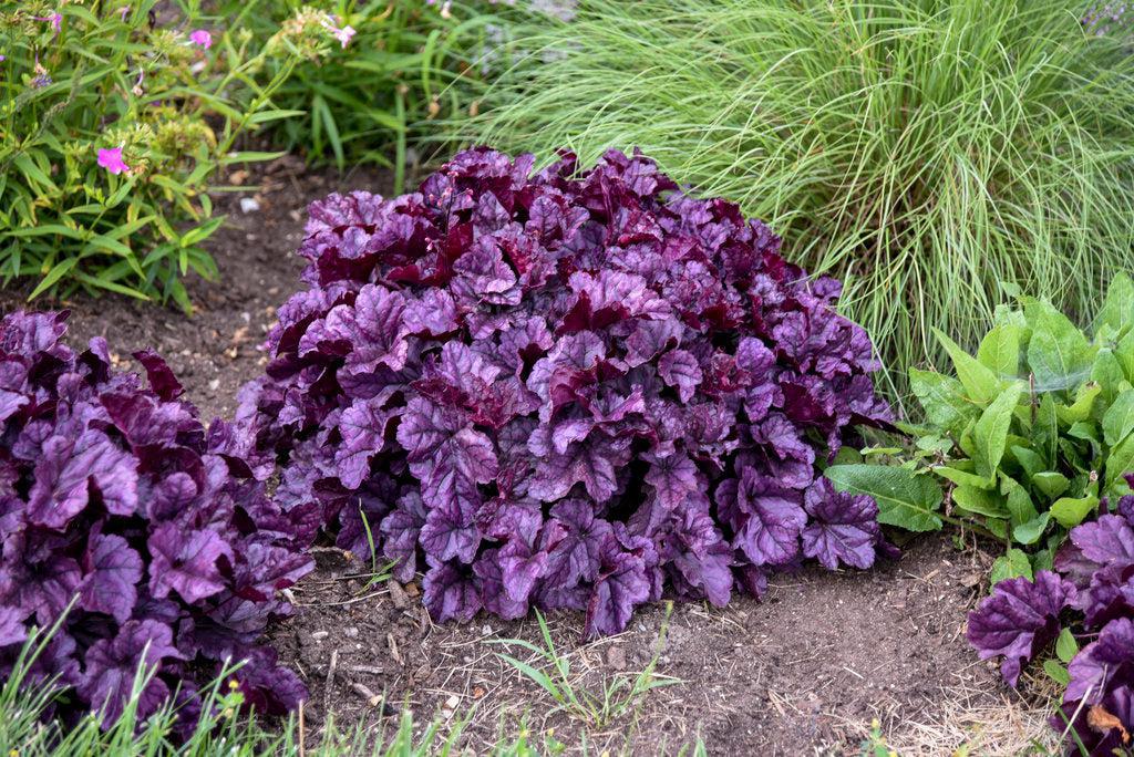 Dolce® Wildberry Coral Bells
