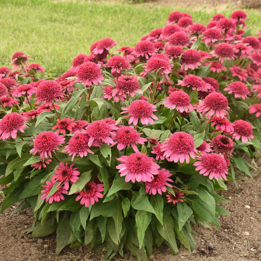 Double Coded® Raspberry Beret Coneflower