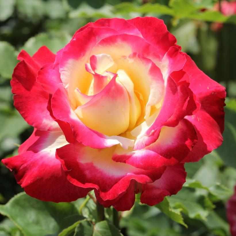 Double Delight Hybrid Tea Rose