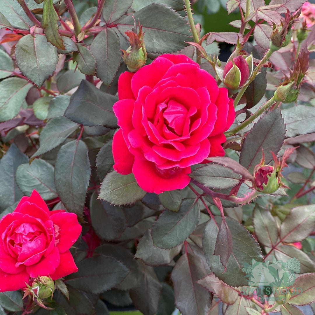 rosa-knock-out-double-knock-out