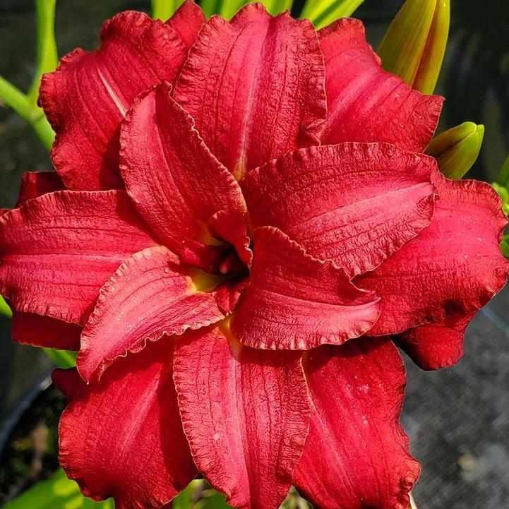 Double Pardon Me Daylily