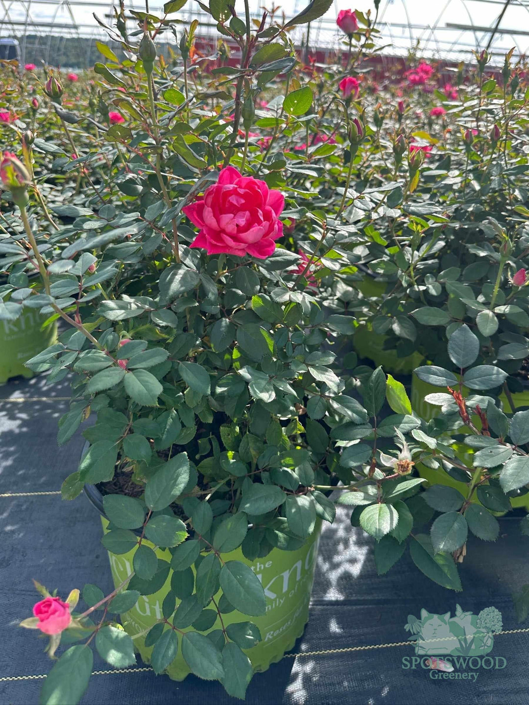 rosa-knock-out-double-pink-knock-out