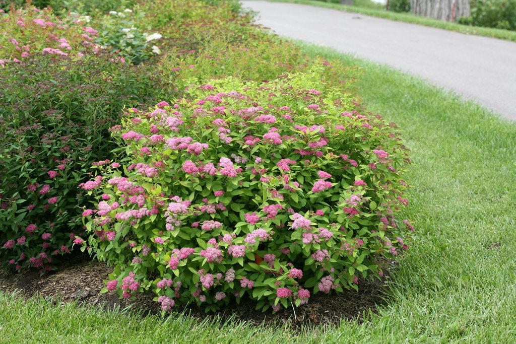 Double Play Big Bang® Spirea