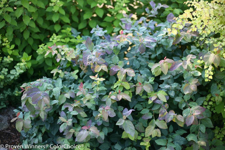 Double Play® Blue Kazoo® Spirea