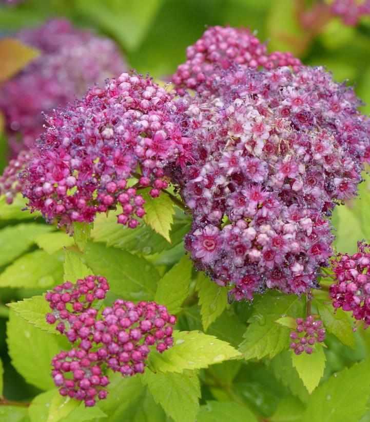 Double Play® Dolly Spiraea