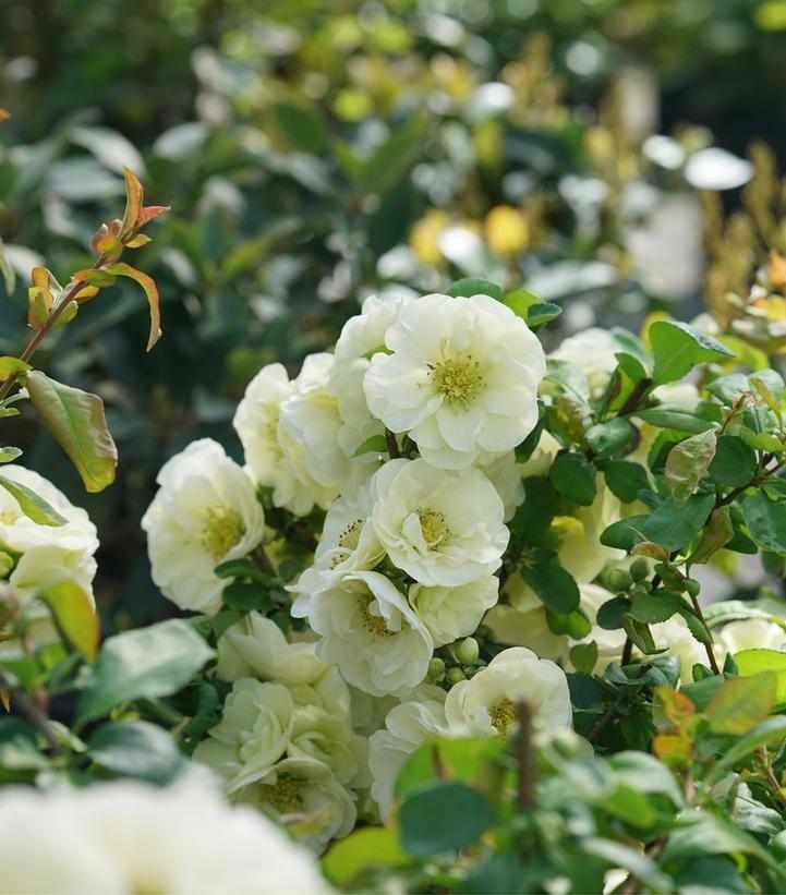 Double Take Eternal White® Quince