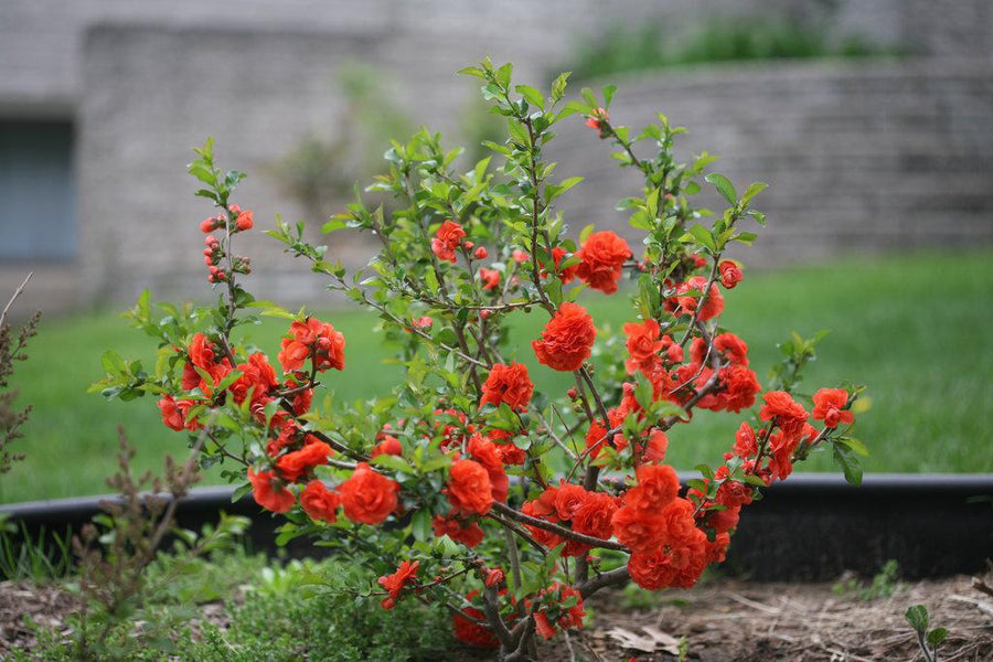 Double Take® Orange Quince