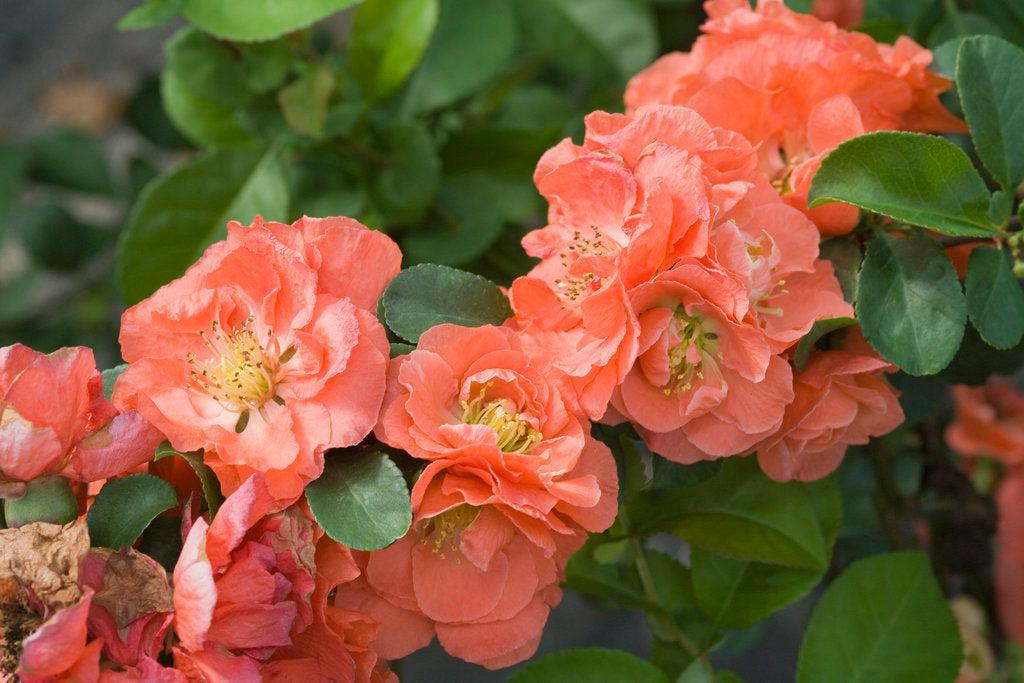 Double Take® Peach Quince