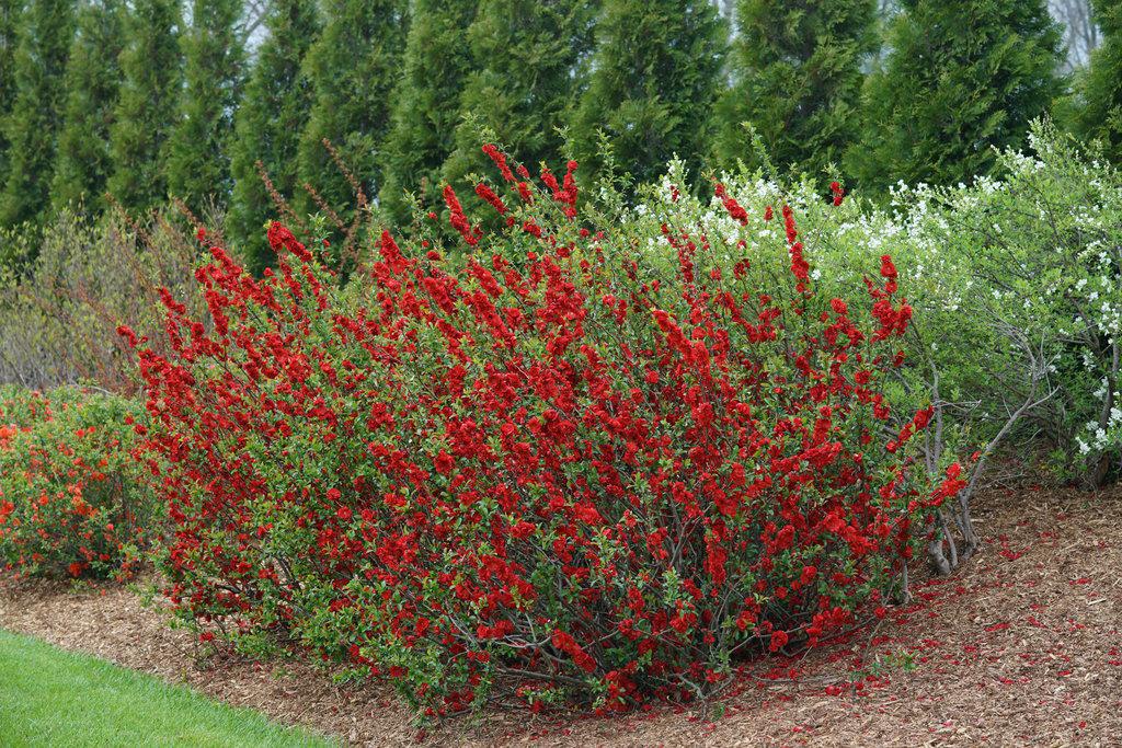 Double Take® Scarlet Quince