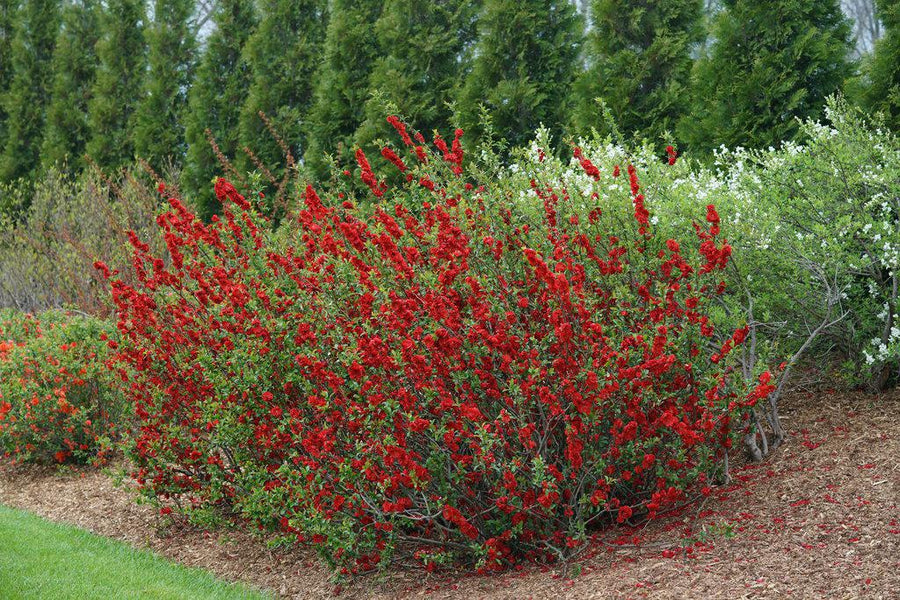 Double Take® Scarlet Quince