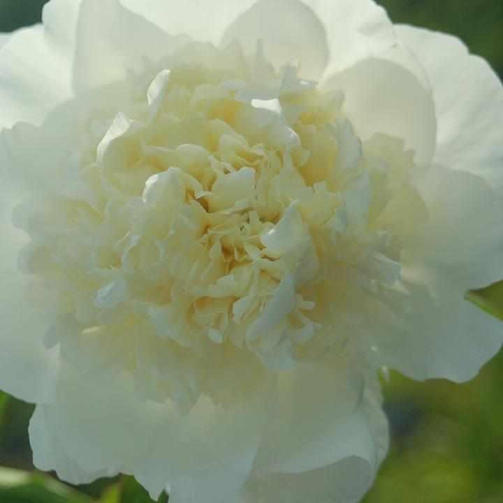 Duchesse de Nemours Peony