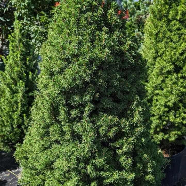 Dwarf Alberta Spruce