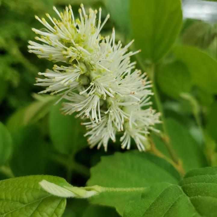 Dwarf Fothergilla