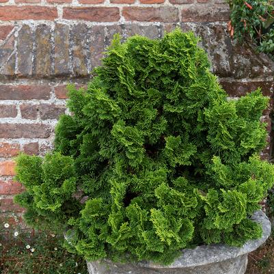 Dwarf Gracilis Hinoki Cypress
