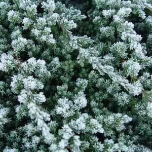 Dwarf Japanese Juniper