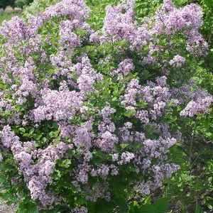 Dwarf Korean Lilac