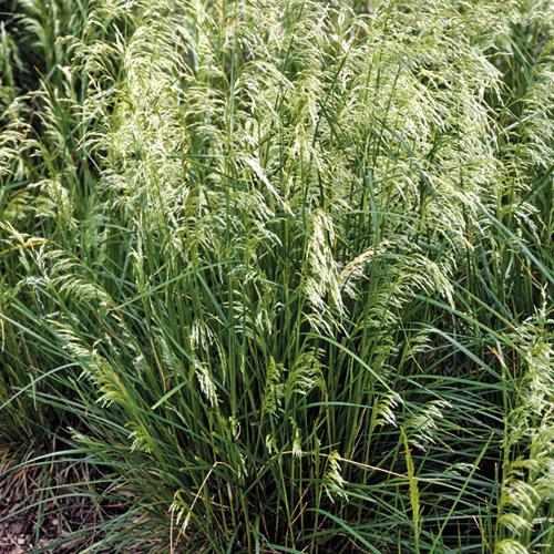 Dwarf Tufted Hair Grass