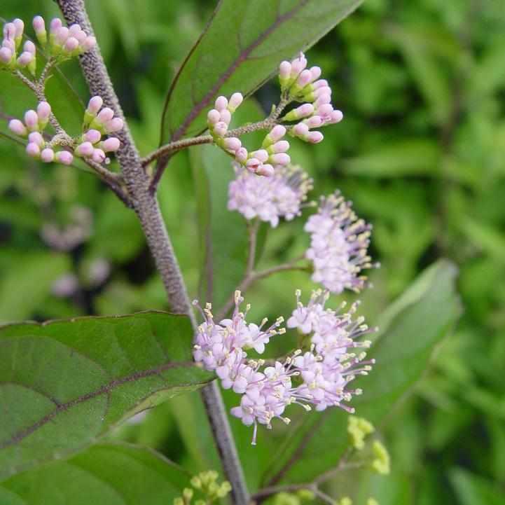 Early Amethyst Beautyberry
