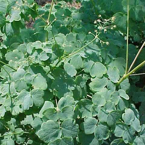 Early Meadow-rue