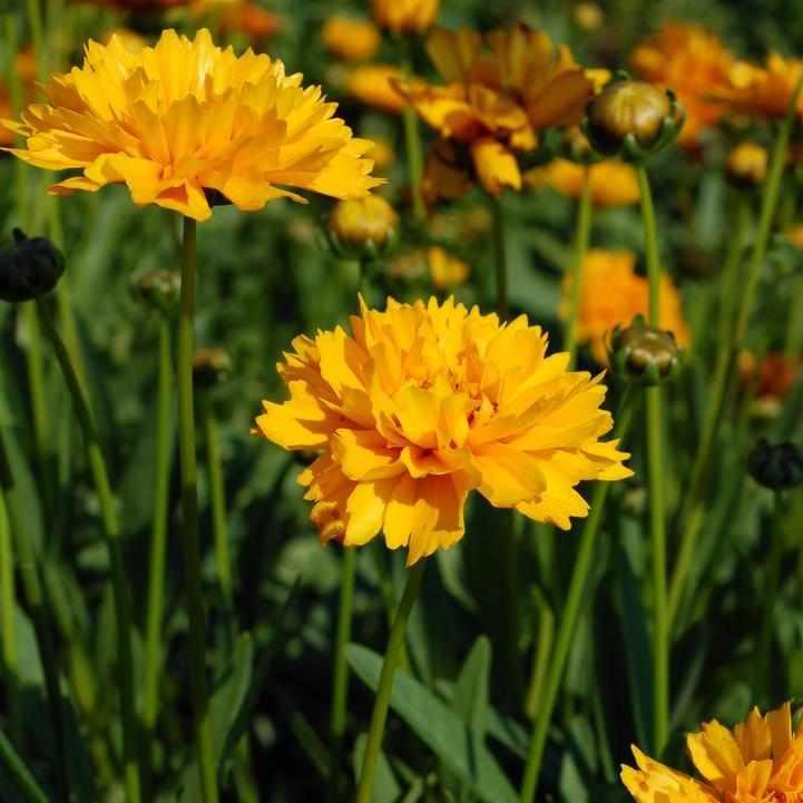 Early Sunrise Tickseed