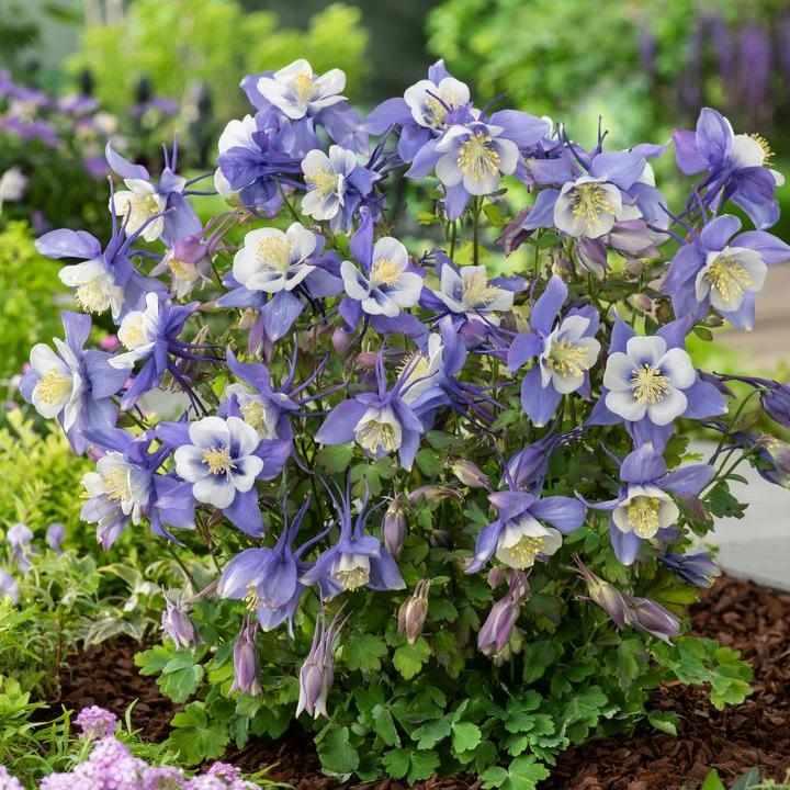 Earlybird® Blue White Columbine