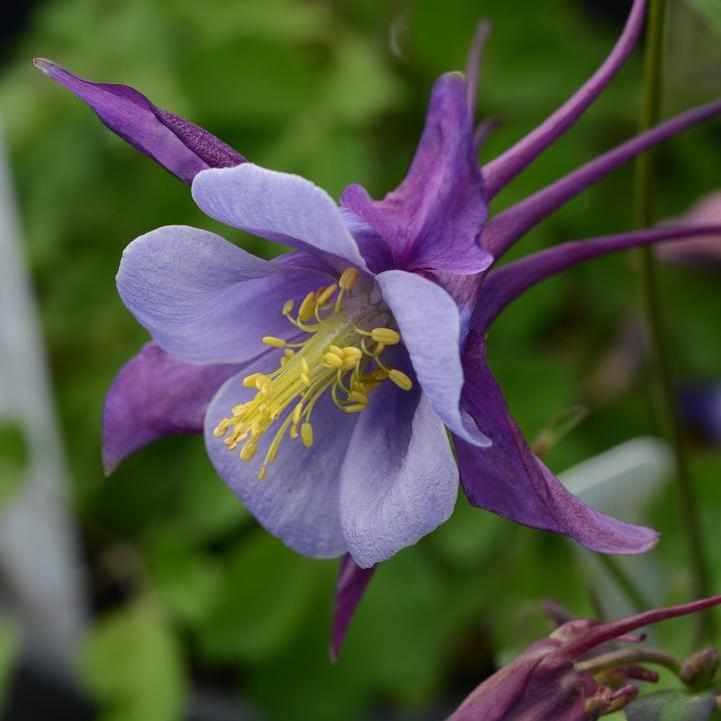Earlybird® Purple Blue Columbine