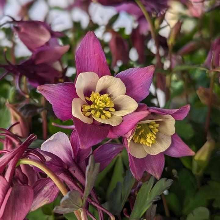 Earlybird® Purple White Columbine