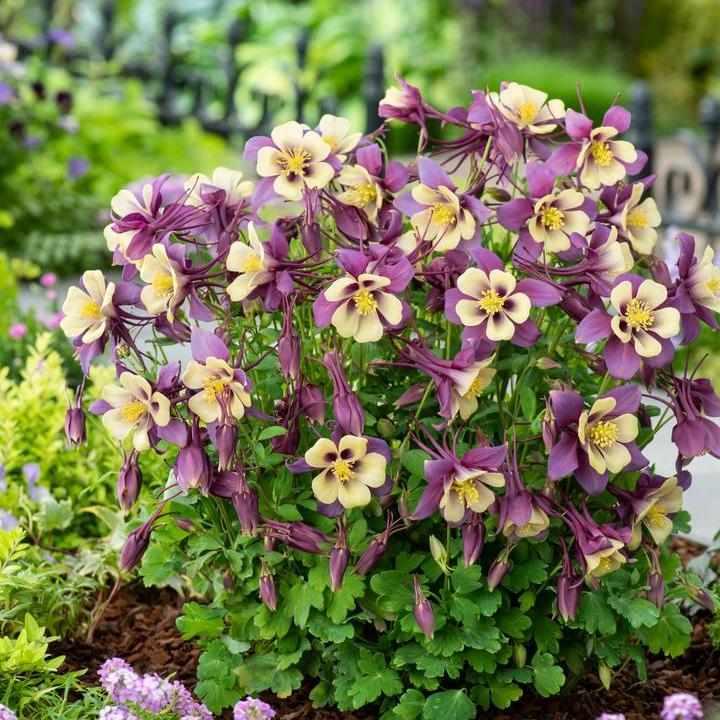 Earlybird® Purple Yellow Columbine