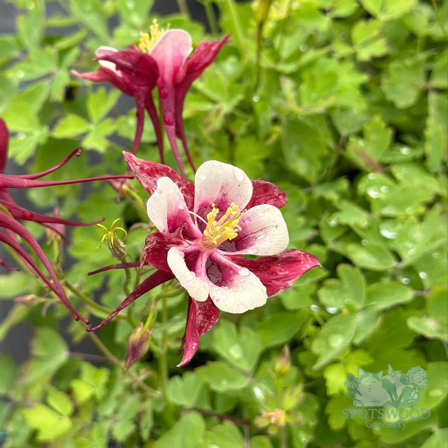 aquilegia-earlybird-red-white