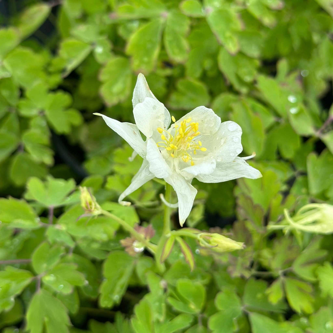 Earlybird® White Columbine