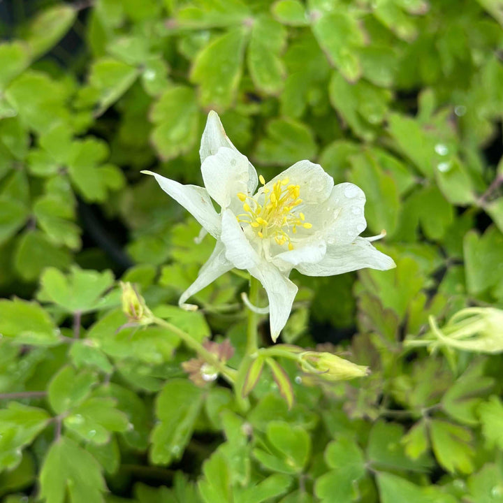Earlybird® White Columbine
