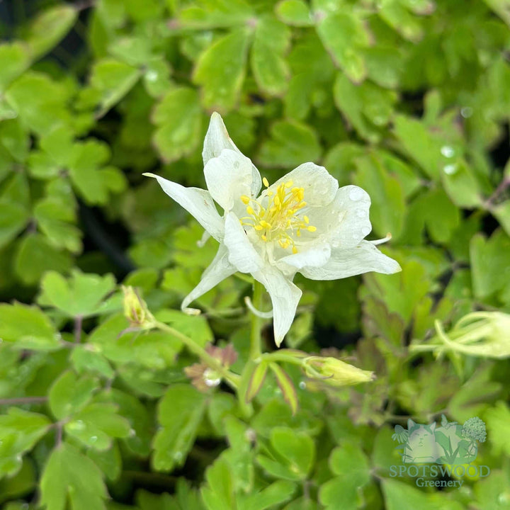 aquilegia-earlybird-white
