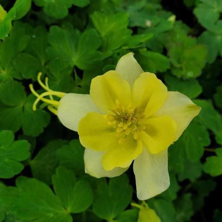 Earlybird® Yellow Columbine
