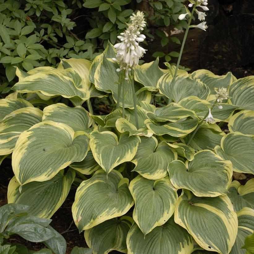 Earth Angel Hosta
