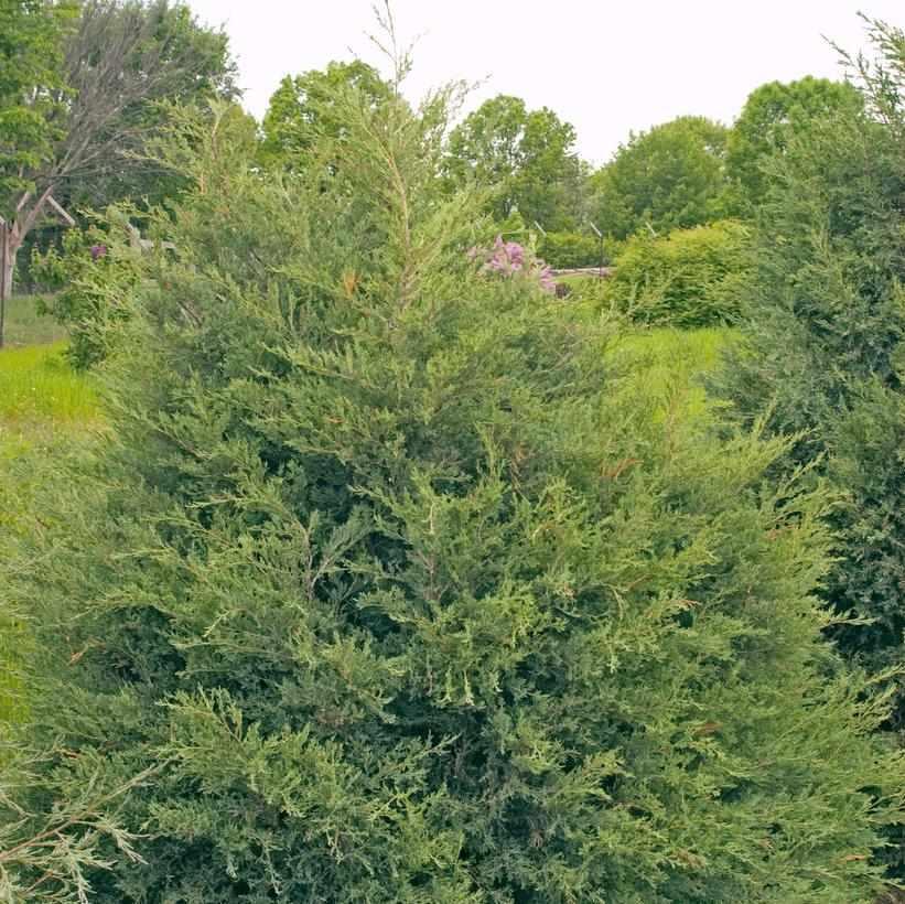 Eastern Red Cedar