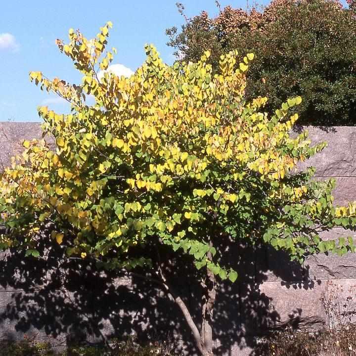 Eastern Redbud