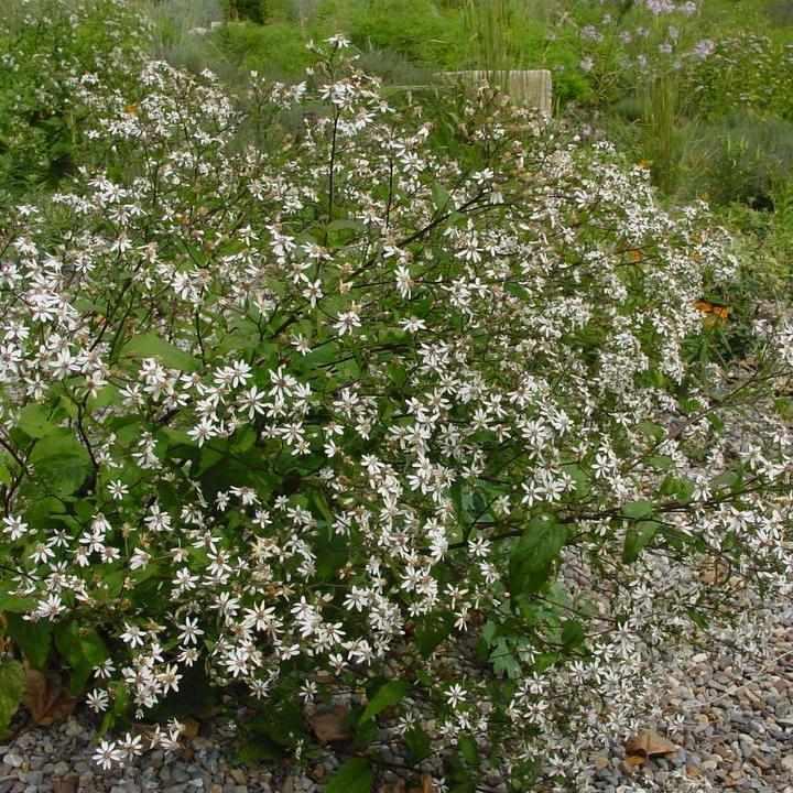 Eastern Star Woodland Aster