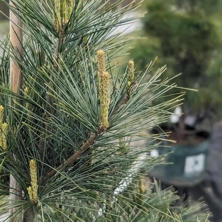 Eastern White Pine