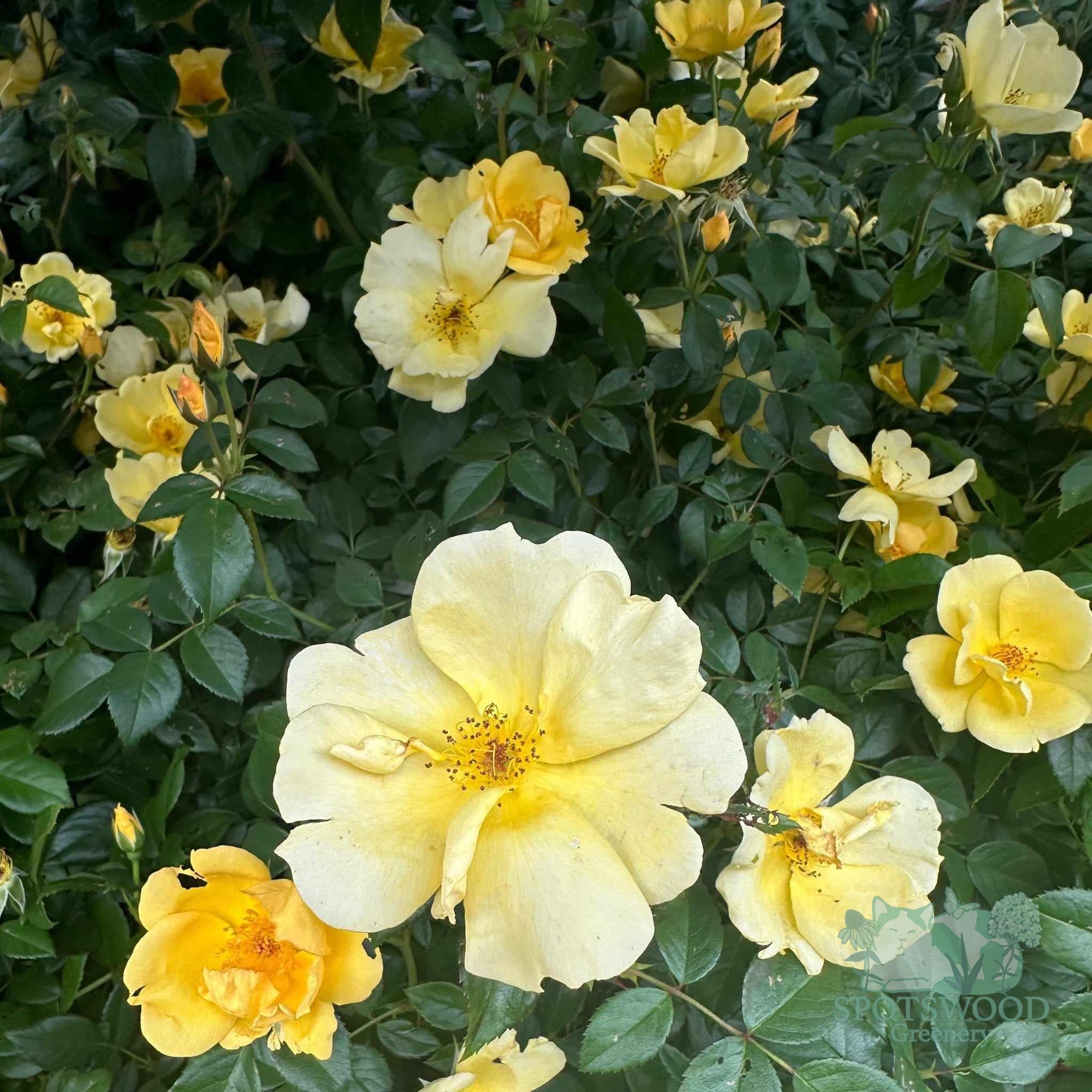 Easy Beezy Knock Out® Rose – Spotswood Greenery