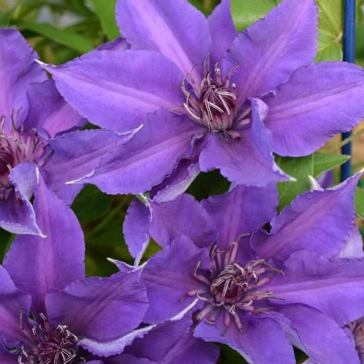 Edda® Clematis