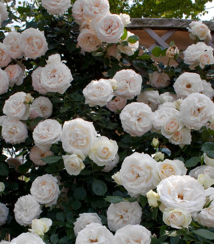 Eden Climber® White Rose