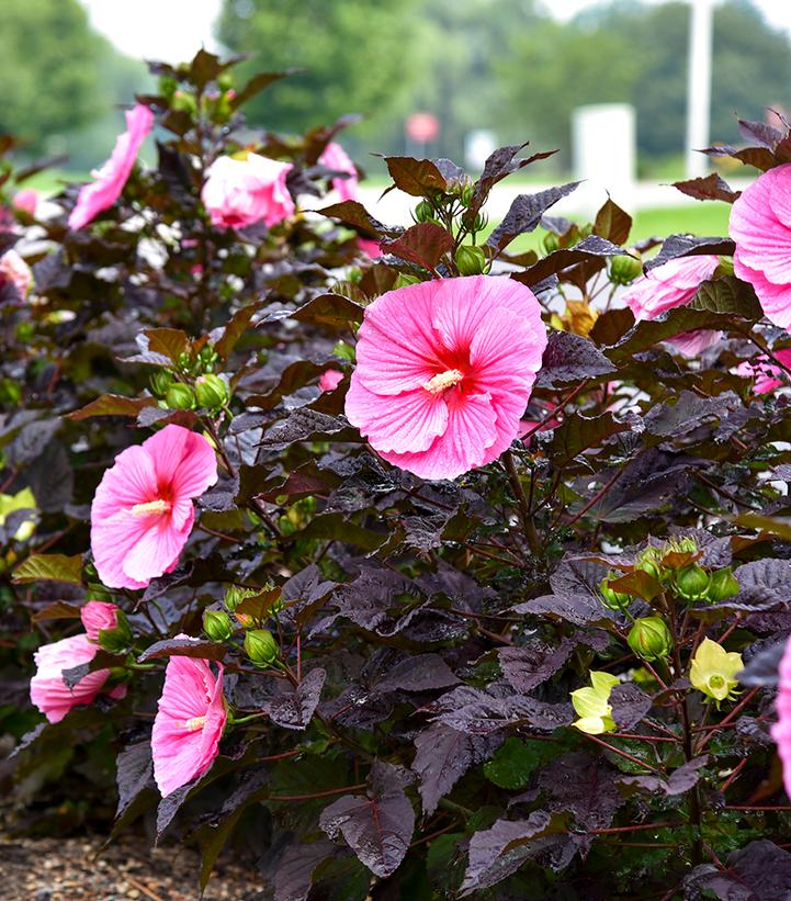 Edge of Night Rose Mallow
