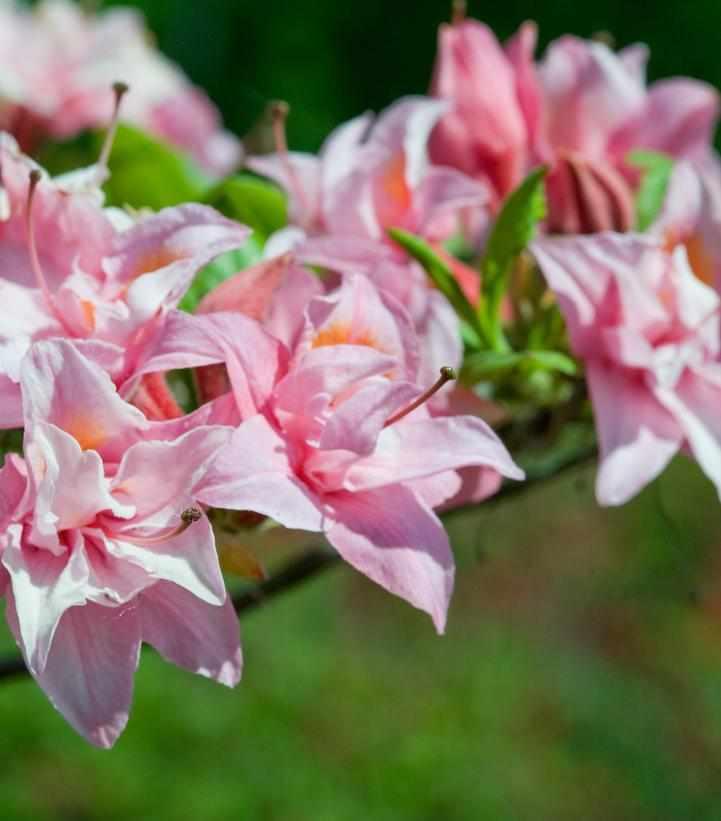 Electric Lights Double Pink Azalea