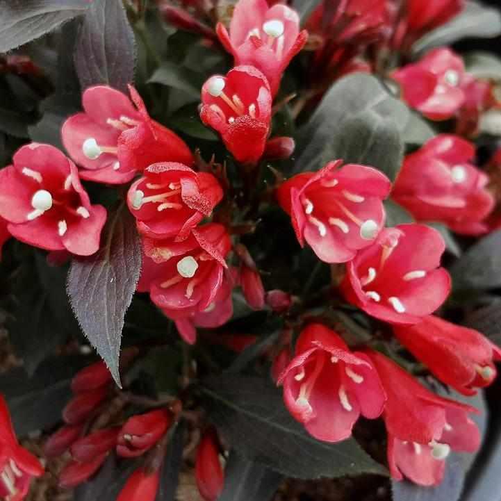 Electric Love® Weigela