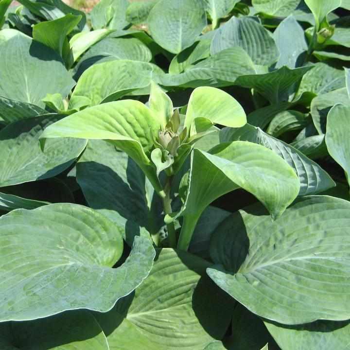 Elegans Hosta