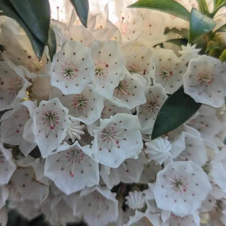 Elf Mountain Laurel