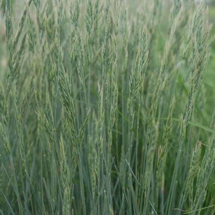 Elijah Blue Fescue