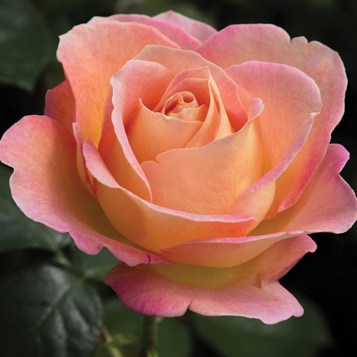 Elle® Hybrid Tea Rose