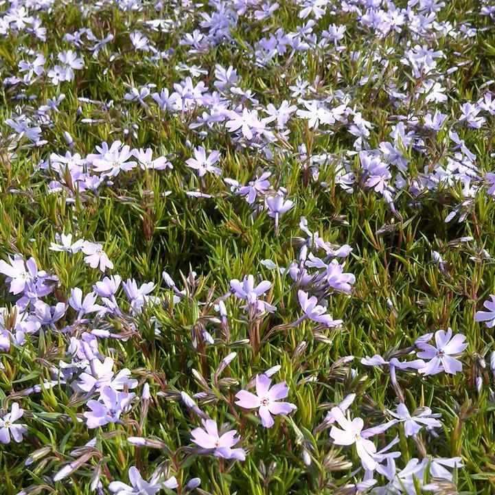 Emerald Blue Moss Phlox