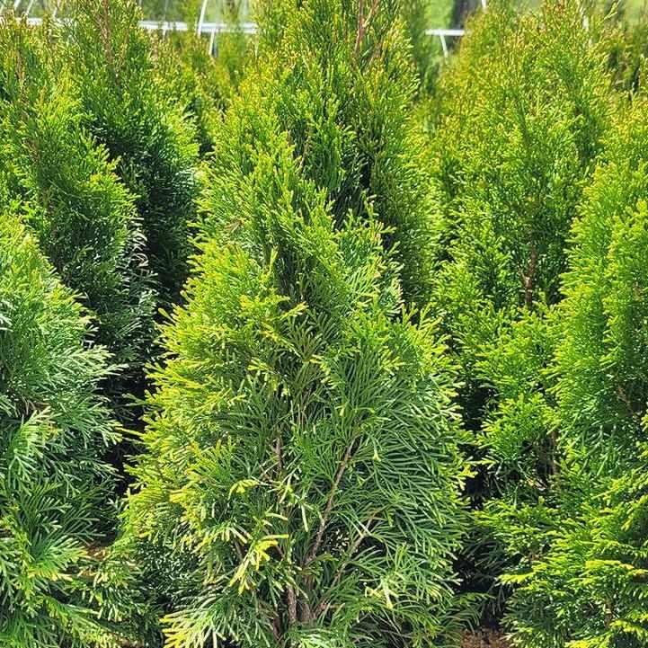 Emerald Green Arborvitae